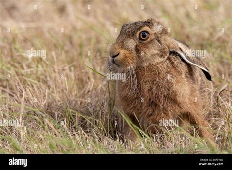 Brown hare with ears laid back Stock Photo - Alamy