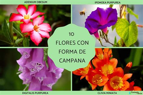 Flores Campanilla Blanca Belleza Y Elegancia Para Tu Jardín Teleflor