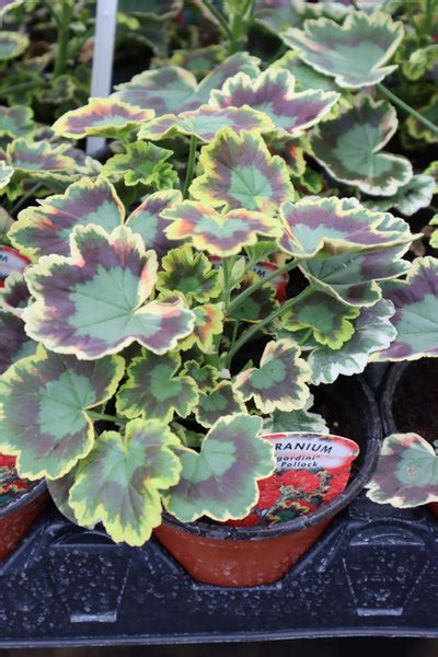 Geranium Fancy Leaf Mrs Pollock 13cm Pot St Margarets Nursery