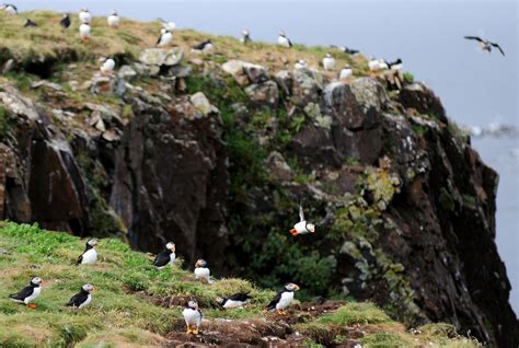 Puffins in Newfoundland. | Family adventure travel, Adventure travel ...