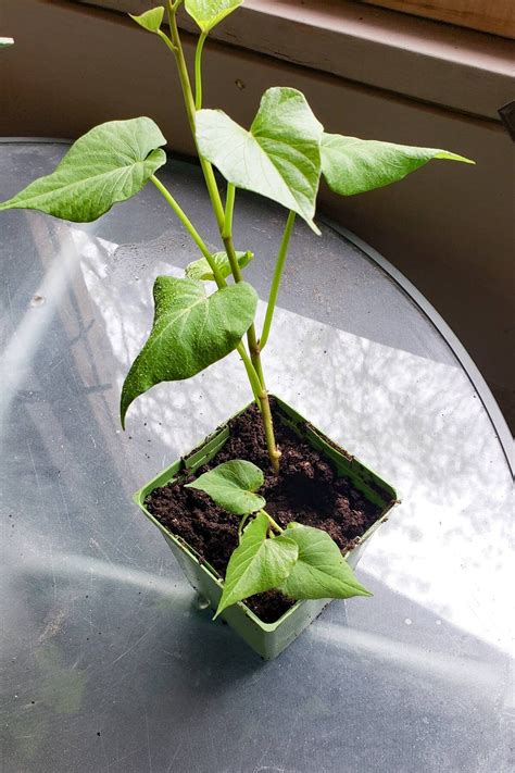 Planting Sweet Potato Steps Kitchen Garden Basics: Tips On Sowing,