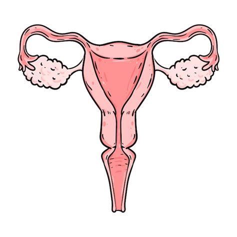 Ilustração De Desenho De útero Desenhada à Mão Vetor Grátis