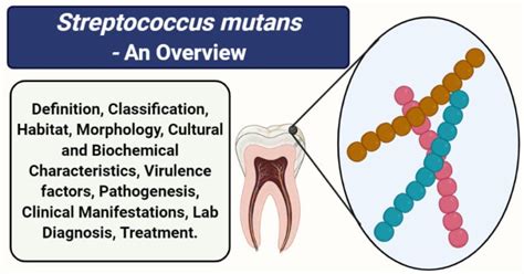 Streptococcus mutans- An Overview - Microbe Notes