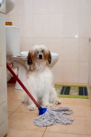 17 razones por las que tu perro te sigue al baño