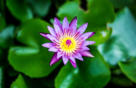 Premium Photo | Purple lotus