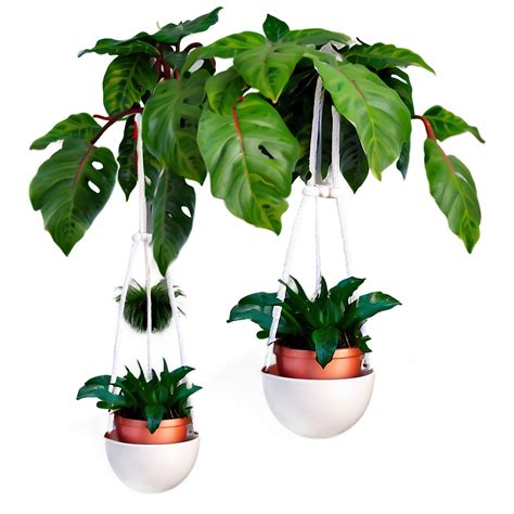 Download Modern Hanging Plant Png 05252024