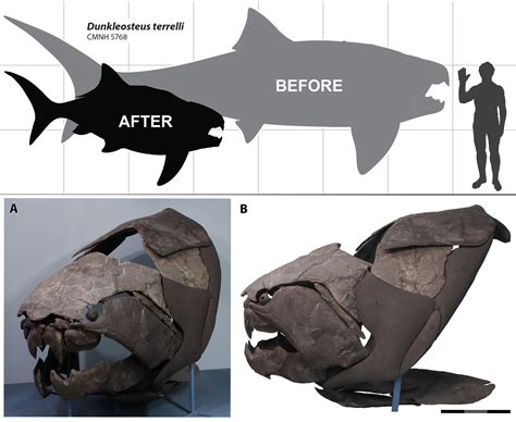 fossil fish – Quantitative Aquatics, Inc.