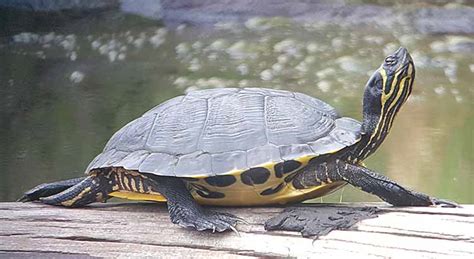 Full Grown Yellow Bellied Slider