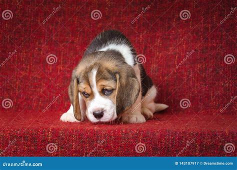 Cute And Sad Beagle Puppy On Red Background Stock Image - Image of breed, nose: 143107917