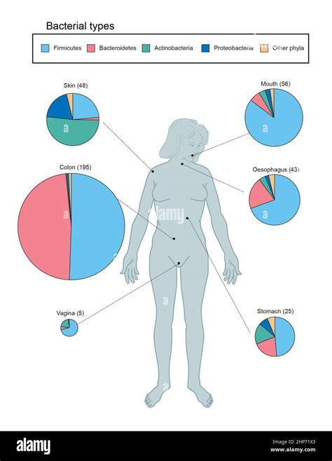 Depiction Of The Human Body And Bacteria That Predominate Ca December