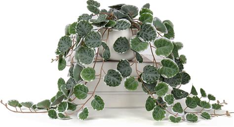 Amazon Faux Plants Indoor Potted Artificial String Of Hearts