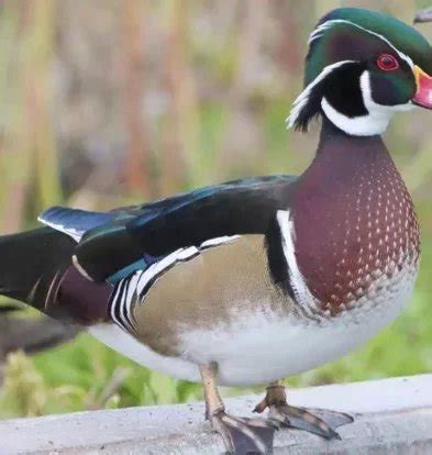 Canard d'ornement Carentan : élevage, vente - Le Bonheur des Plumes