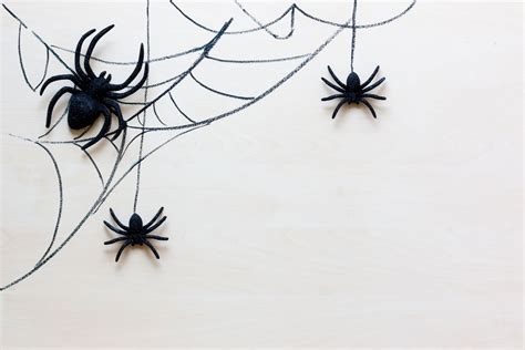 How To Keep Spider Webs Out Of Basement - Openbasement