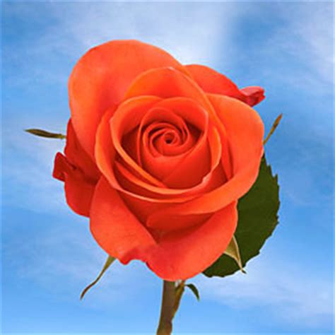 Salmon Rose | Global Rose