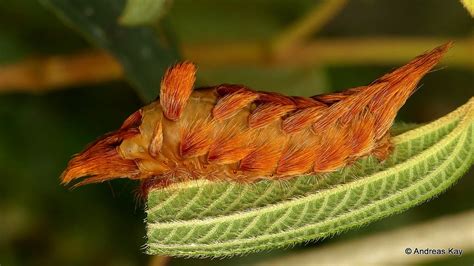 Stinging Flannel Moth Caterpillar, Megalopygidae | Flannel moth ...