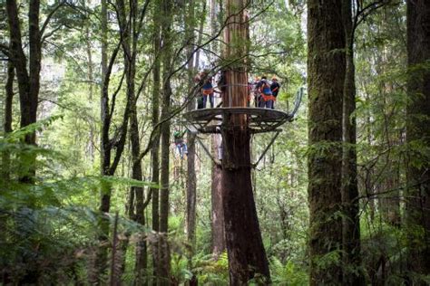 Otway Fly Zipline and Cape Otway Treetop Walk : The Best Guide ...