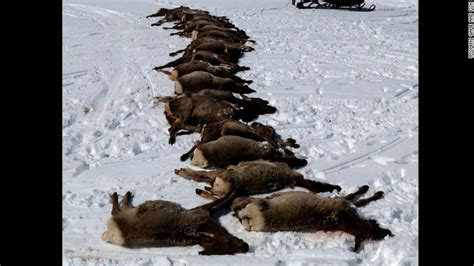 Wolves Slaughter 19 Elk In Wyoming Ohio Sportsman Your Ohio Hunting