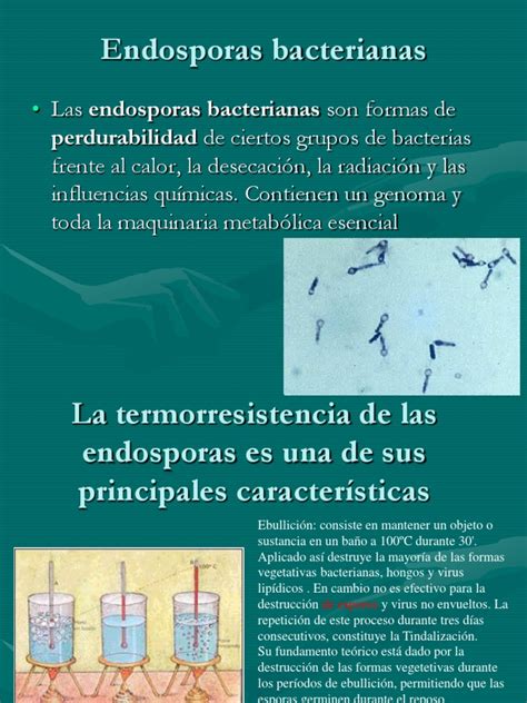 Formación De Endosporas En Bacterias