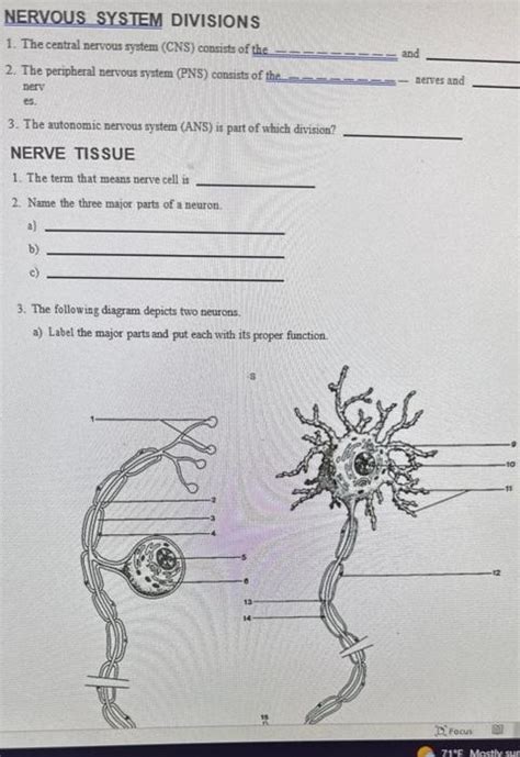 Solved NERVOUS SYSTEM DIVISIONS 1. The central nervous | Chegg.com