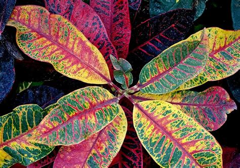 Croton Varieties 20 Best Types Of Croton Plants To Grow At Home