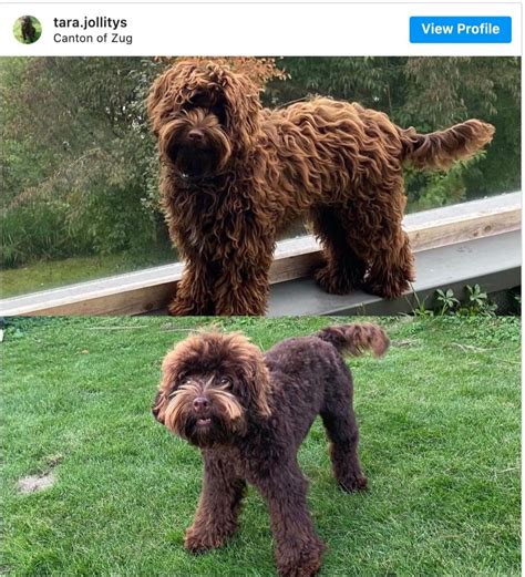 Top australian labradoodle haircuts lots of pics diy grooming tips ...