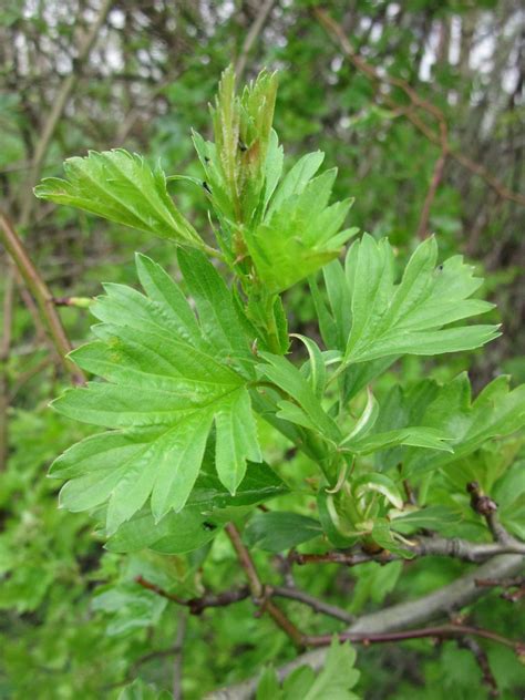 Young hawthorn leaves, bread-and-cheese | Plant-Lore