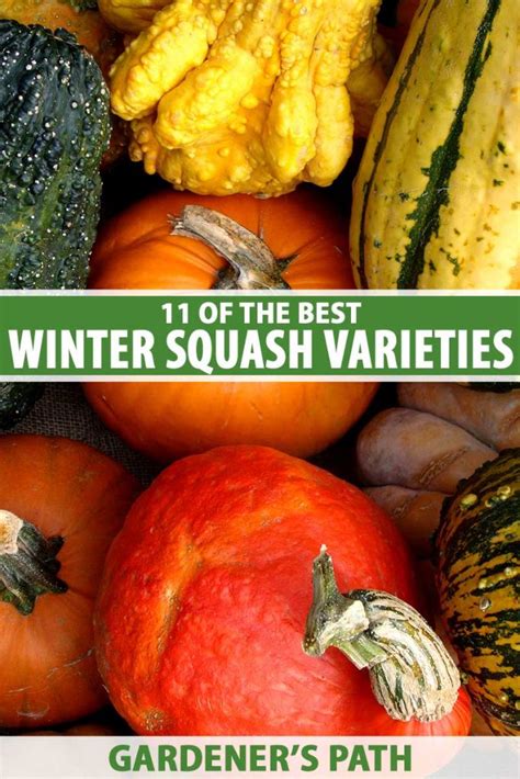 11 of the Best Winter Squash Varieties | Gardener’s Path