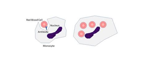 Medicine:Monocyte monolayer assay - HandWiki