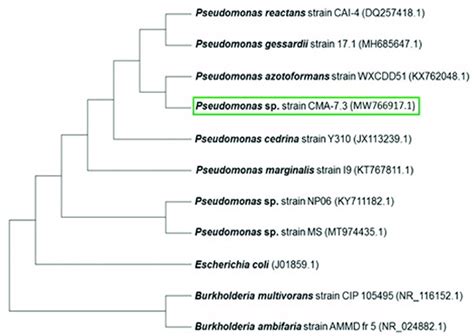 Phylogenetic Tree Comparing The Sequence Of The CMA 7 3 Strain With