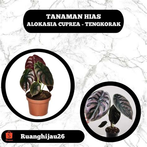 Jual Tanaman Hias Alokasia Cuprea Alokasia Tengkorak Keladi