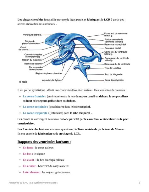 Solution Anatomie Du Snc Le Systme Ventriculaire Studypool