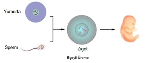 E Eyli Reme Nedir E Eyli E Itleri Nelerdir Linc Heap Haber Ve