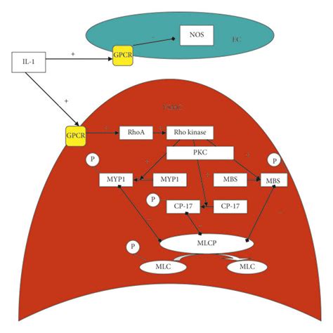 Mechanism Of Action Of Interleukin 1 IL 1 Via G Protein Coupled