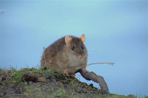 Brown Rat Rat Identification In New Zealand Inaturalist