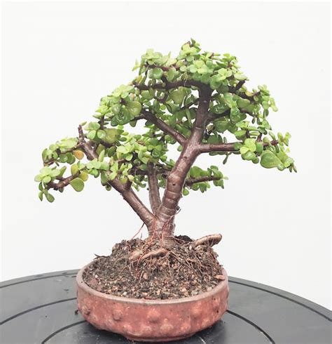 Jade Bonsai Portulacaria Afra Bonsai Triple Trunk Style Mame