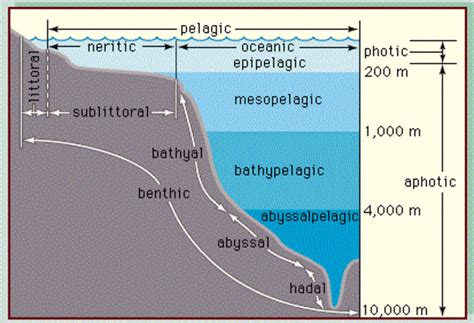 Four Major Ocean Zones