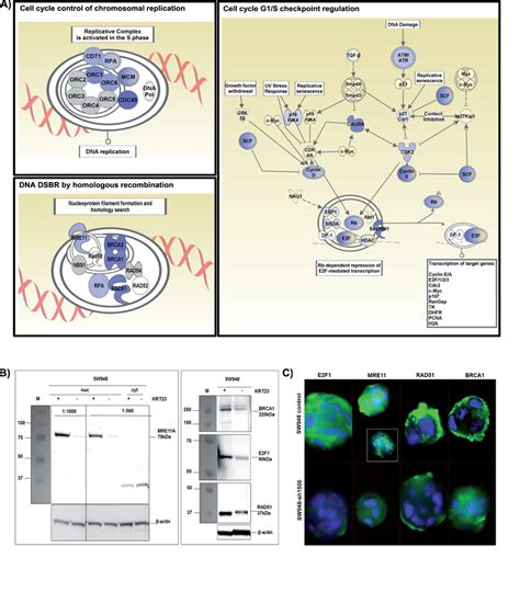 Ingenuity Pathway Analyses And Protein Expression A Krt Knockdown