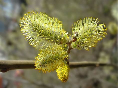 Spring Catkins Of Pussy Willow Close Up Stock Photo Image Of Blossoming Background 21828040