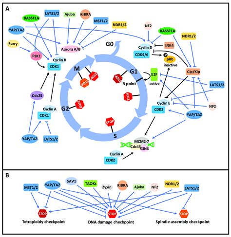 The mammalian Hippo pathway in cell cycle control. (A) The regulation ...