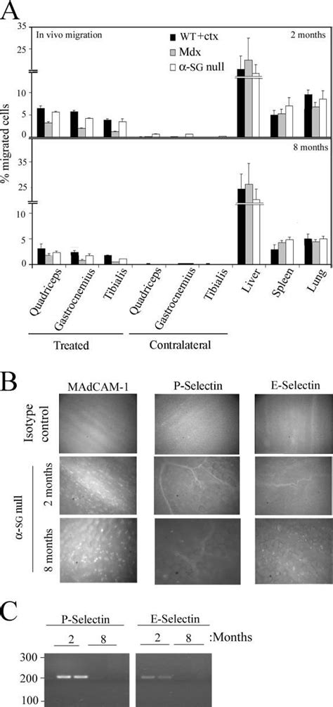 Mesoangioblast Migration Depends On Age A Gfp Mesoangioblasts Were