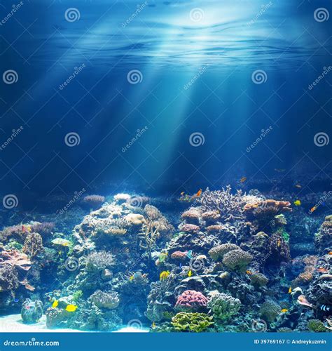 Sea Or Ocean Underwater Coral Reef Snorkeling Or Diving Stock Image