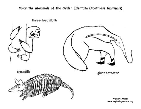 Sloths, Anteaters & Armadillo (Toothless Mammals) – Coloring Nature