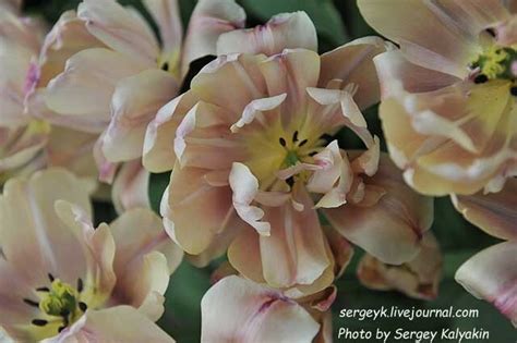 Коричневые тюльпаны: sergeyk — LiveJournal