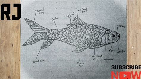 How To Draw Fish Rohu Lebelled Diagram Of A Fish Labeo Rohita