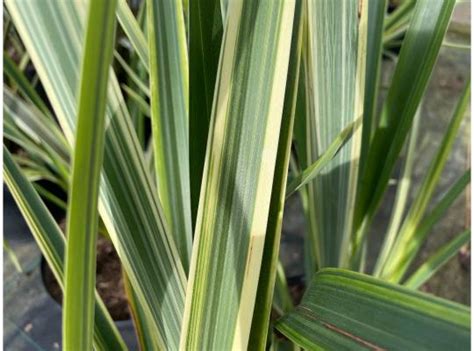 Phormium Tenax Duet