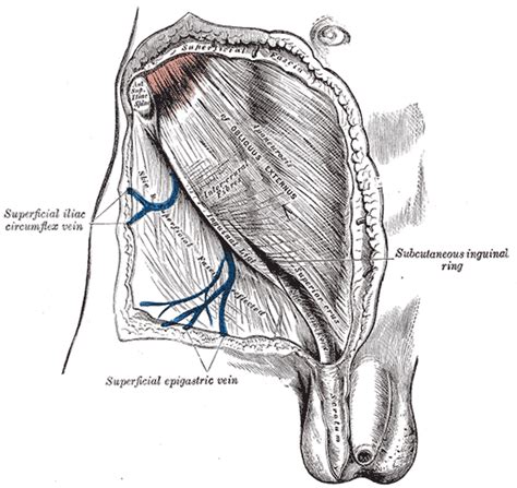 Inguinal ligament - wikidoc