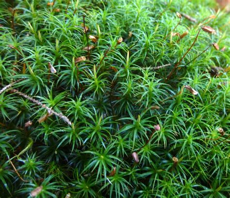 Mosses | Garden solutions, Moss, Mosses images