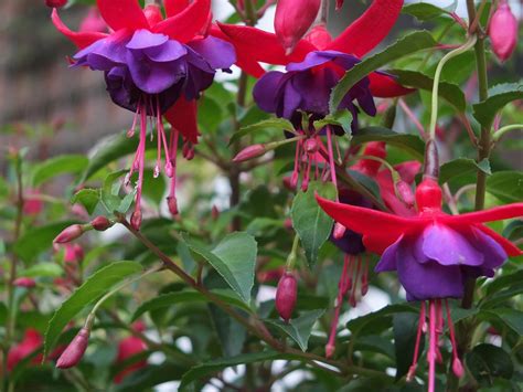 Fuchsia Army Nurse Stephen Mcmellen Flickr