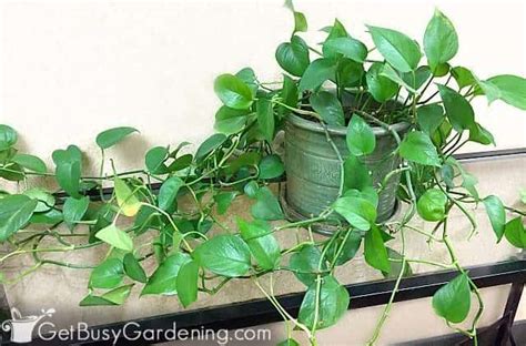 Pothos Plant Care Guide How To Grow Devils Ivy Get Busy Gardening