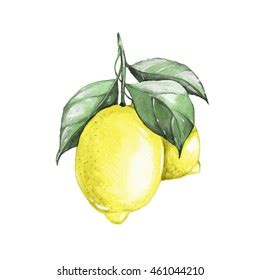 Watercolor Lemon Slice Hand Drawn Illustration Stock Illustration